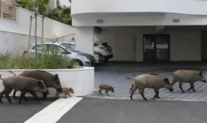 perubahan perilaku hewan