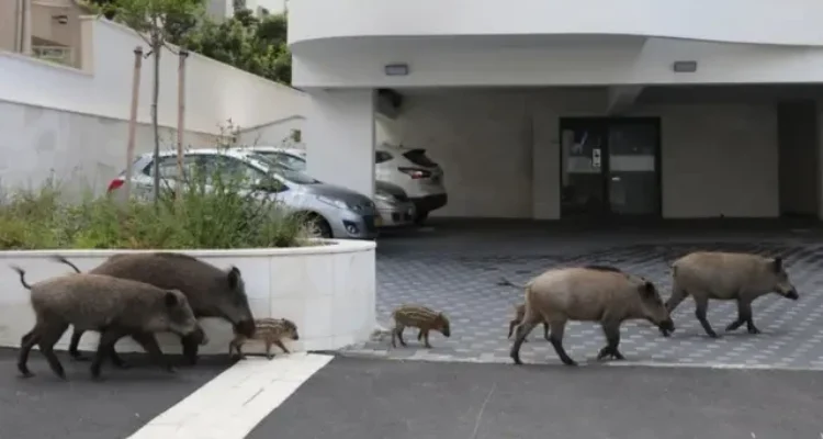 perubahan perilaku hewan