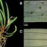 3 Spesies Baru Tanaman