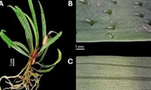 3 Spesies Baru Tanaman