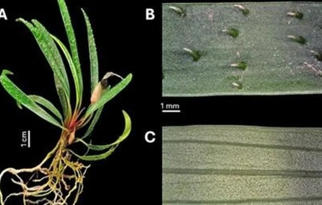 3 Spesies Baru Tanaman