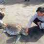 Penyu Lekang