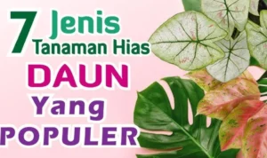 7 Jenis Tanaman Hias
