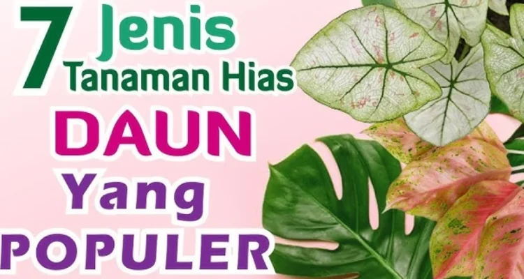 7 Jenis Tanaman Hias