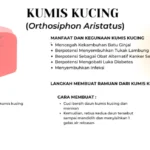 Asal Usul Kumis Kucing