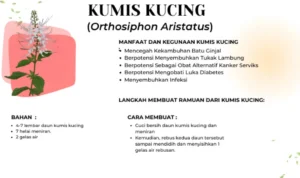 Asal Usul Kumis Kucing