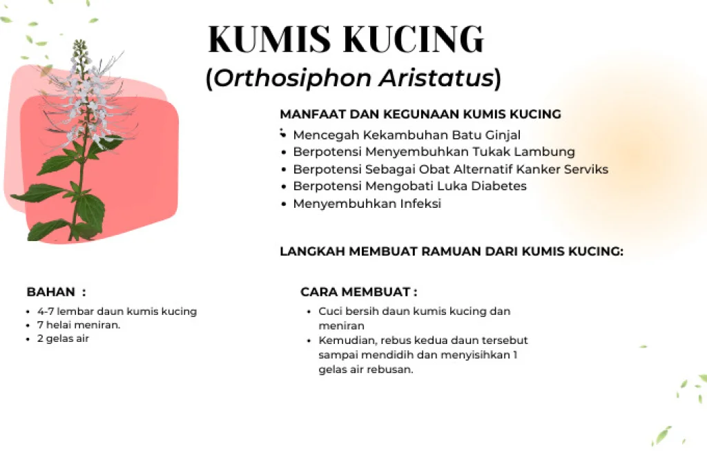 Asal Usul Kumis Kucing