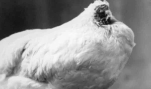 ayam berlari tanpa kepala