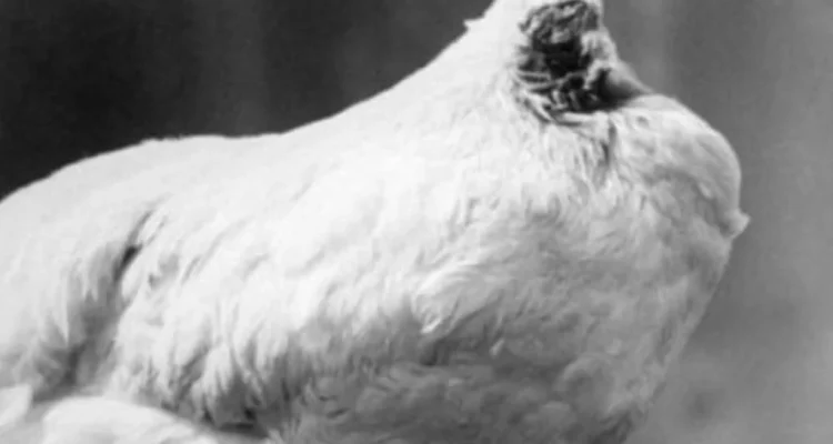 ayam berlari tanpa kepala