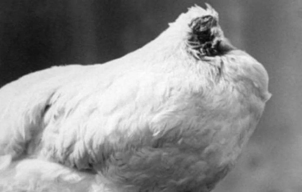 ayam berlari tanpa kepala