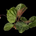 Begonia Tanah Gayo Langka