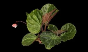 Begonia Tanah Gayo Langka