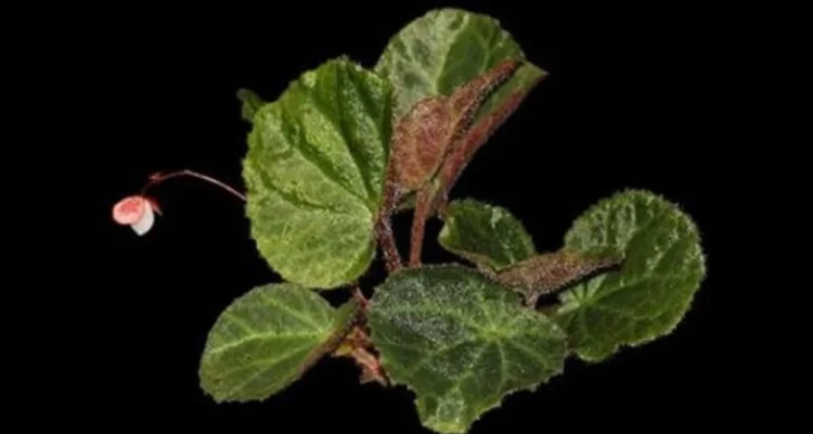Begonia Tanah Gayo Langka