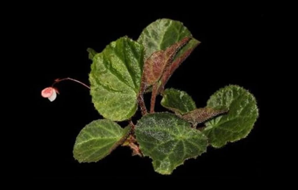 Begonia Tanah Gayo Langka