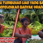 berburu tumbuhan liar