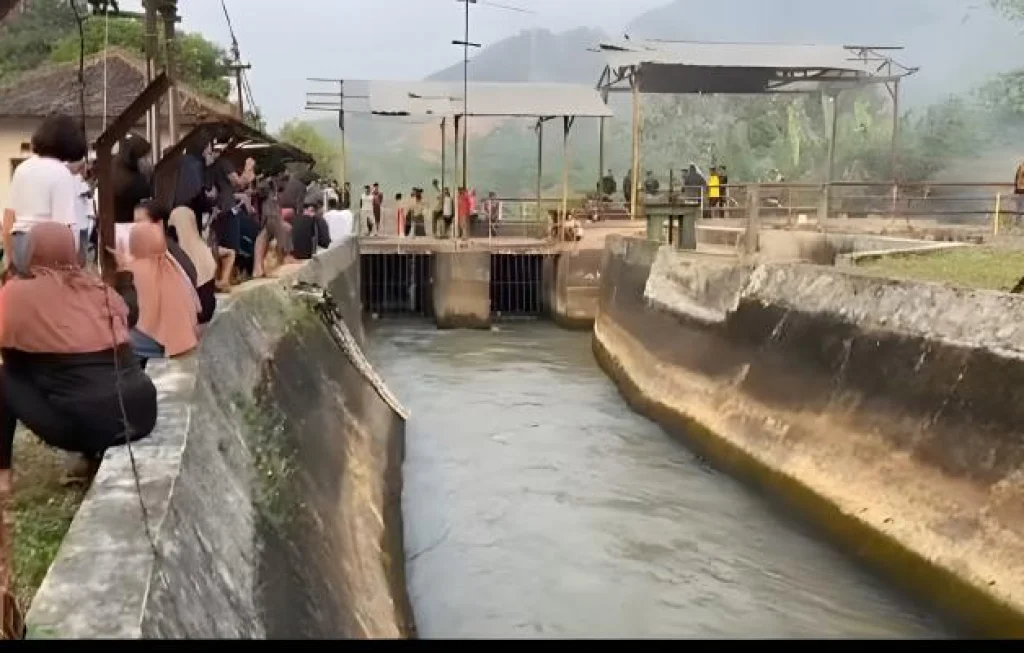 Bibit Tanaman Hias Ilegal