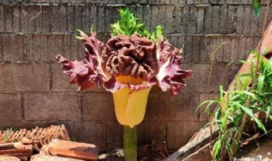 Bunga Bangkai di Cilandak