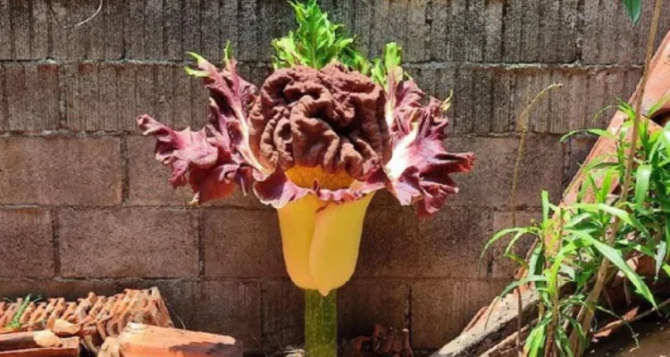 Bunga Bangkai di Cilandak