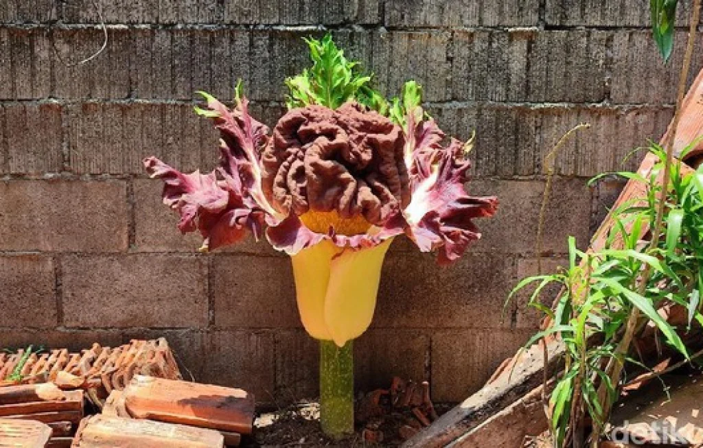 Bunga Bangkai di Cilandak