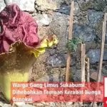 bunga bangkai Sukabumi
