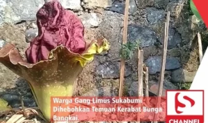 bunga bangkai Sukabumi