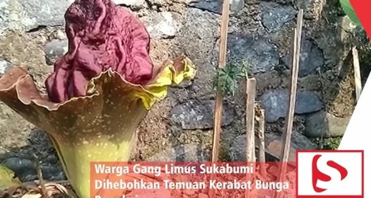 bunga bangkai Sukabumi