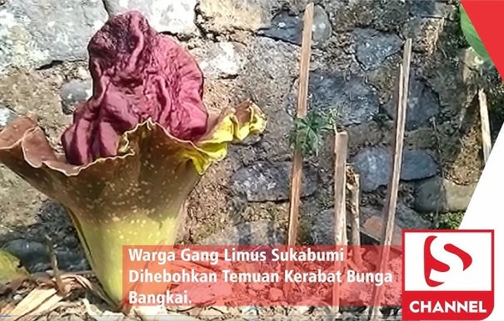 bunga bangkai Sukabumi