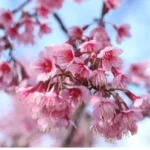 Bunga Prunus Cerasoides Bali