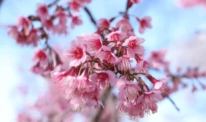 Bunga Prunus Cerasoides Bali