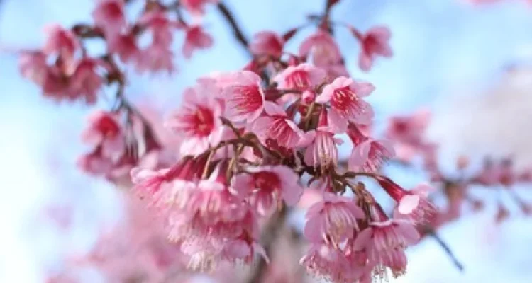 Bunga Prunus Cerasoides Bali