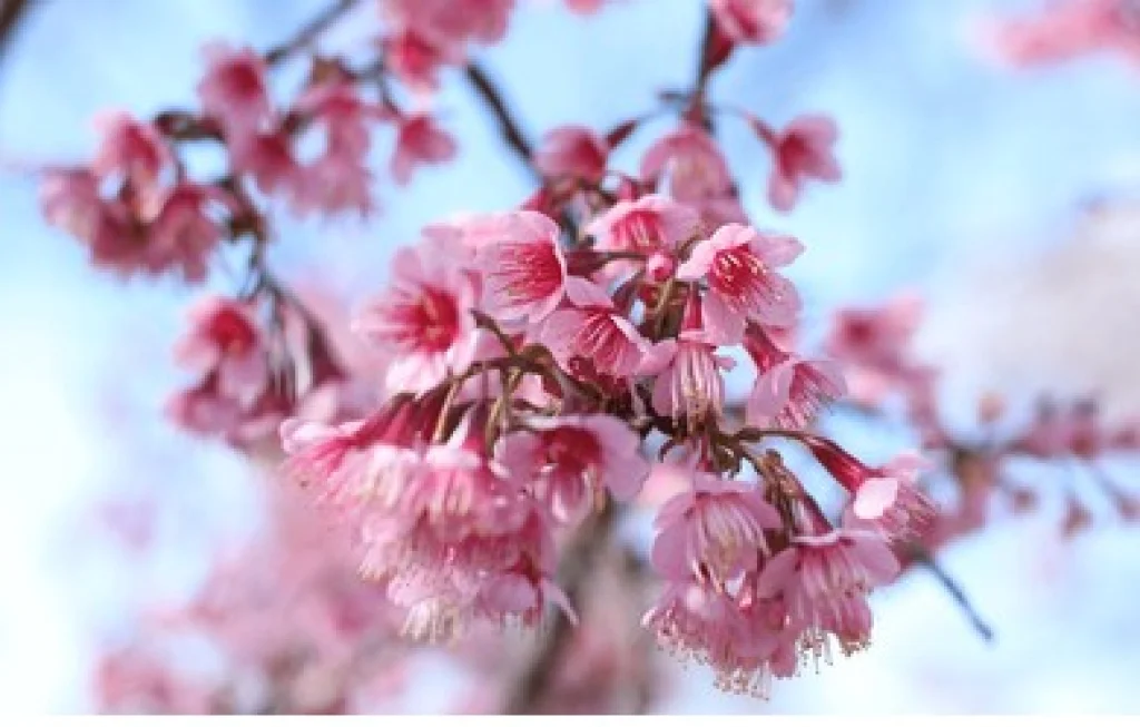 Bunga Prunus Cerasoides Bali