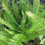 Daun Seribu Tanaman Obat