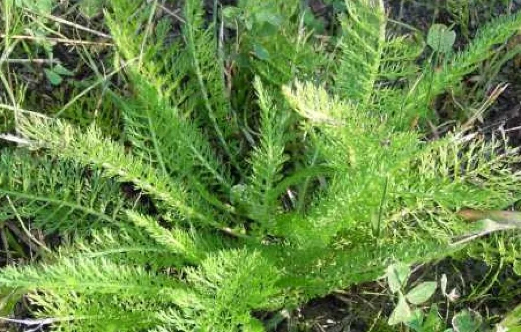 Daun Seribu Tanaman Obat