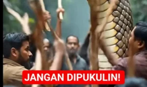 dinosaurus merasakan sakit