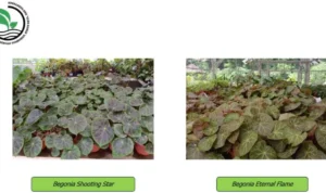 Domestikasi Tanaman Hias