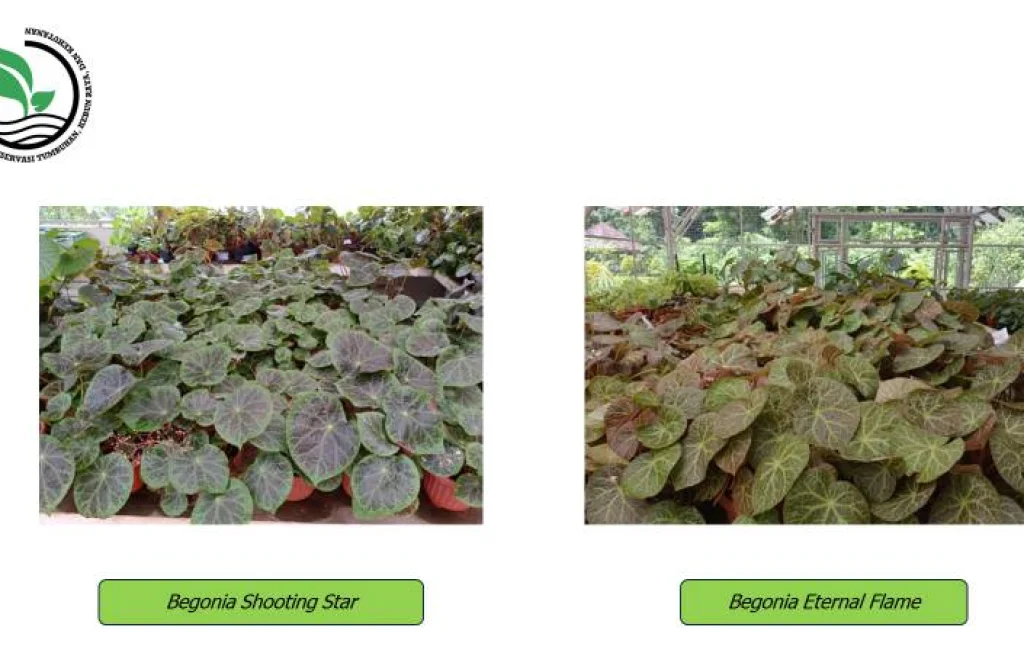 Domestikasi Tanaman Hias