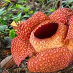 flora langka Indonesia