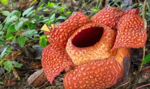 flora langka Indonesia