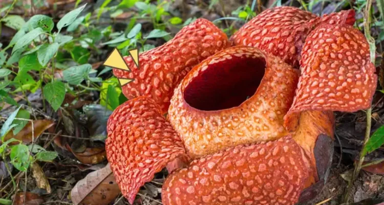 flora langka Indonesia