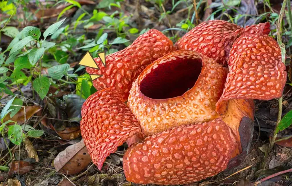 flora langka Indonesia