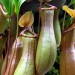 Kantong Semar Langka Sumatera