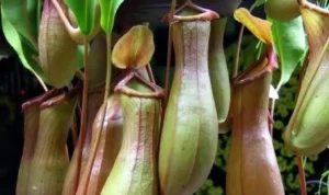 Kantong Semar Langka Sumatera