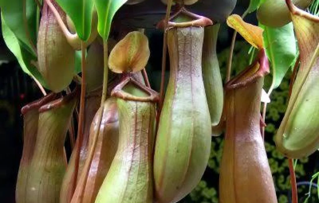 Kantong Semar Langka Sumatera