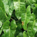 Keladi Tikus Obat Kanker