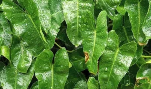 Keladi Tikus Obat Kanker