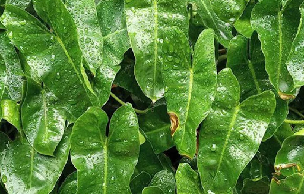 Keladi Tikus Obat Kanker