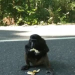 Monyet Pamekasan agresif