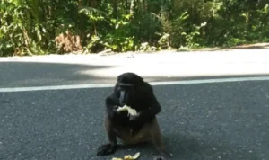 Monyet Pamekasan agresif