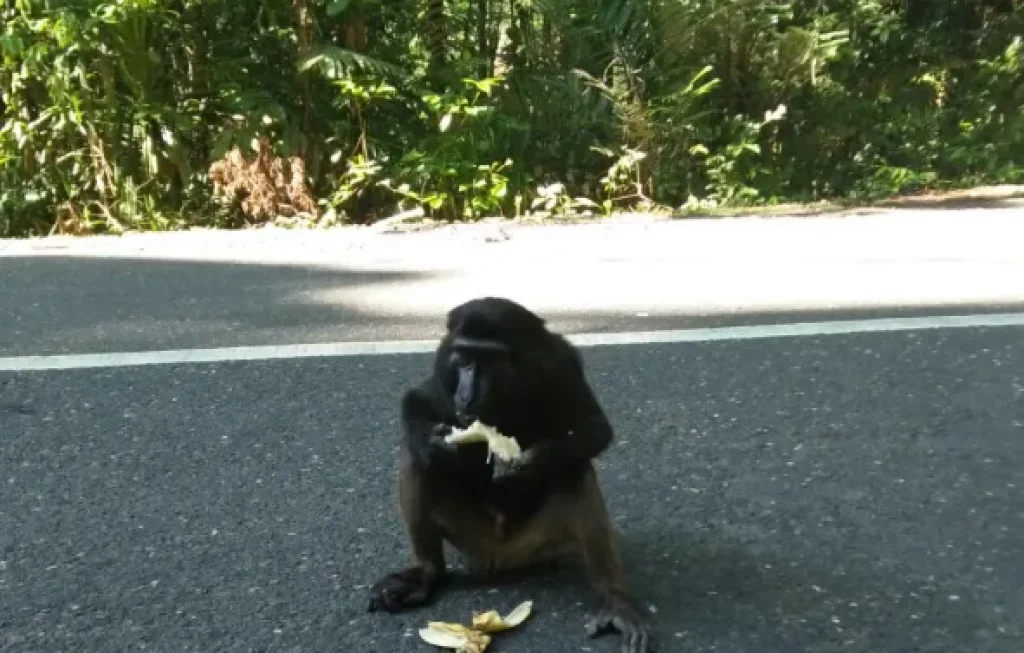 Monyet Pamekasan agresif