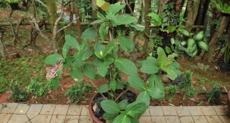 Parijoto Gunung Muria